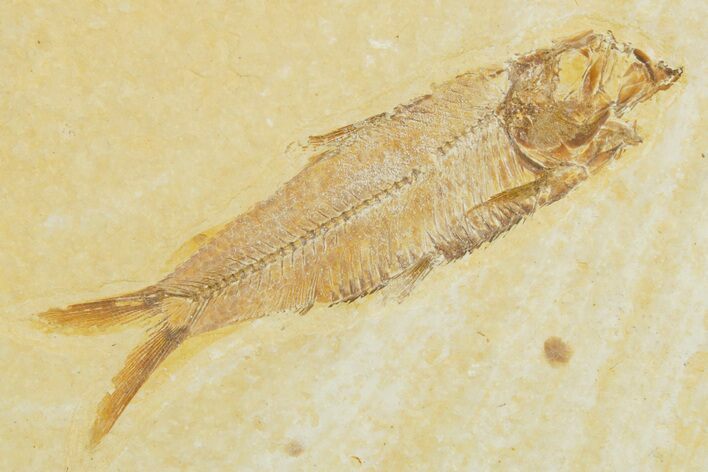 Detailed Fossil Fish (Knightia) - Wyoming #355637